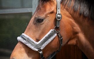 Harry's Horse Halster Leder Anatomic Furry