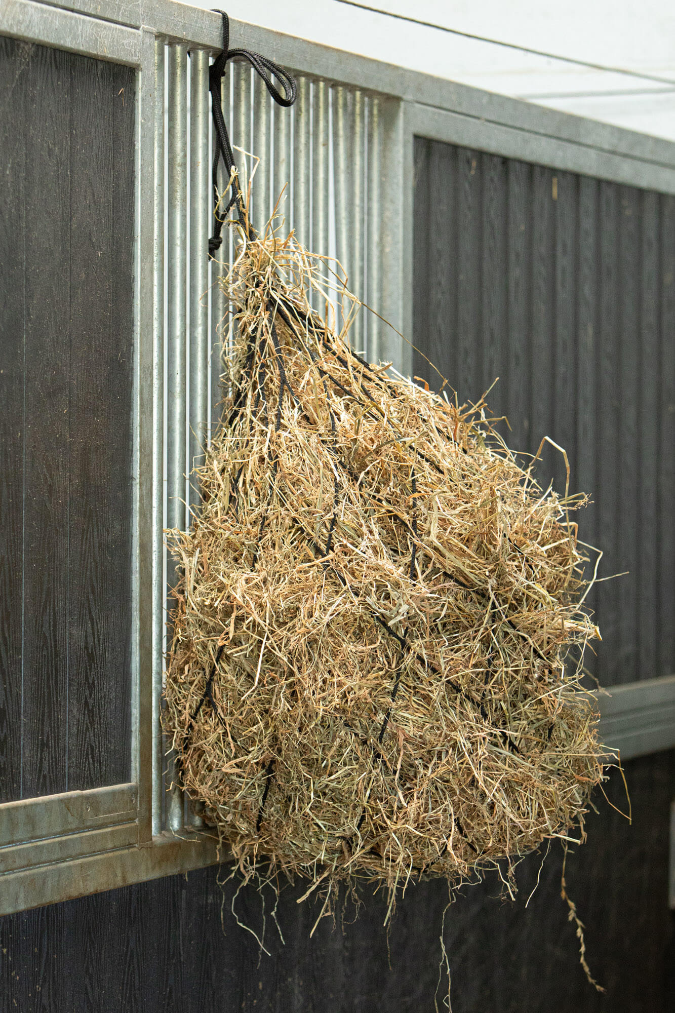 Paradepaard-Harry Horse hooinet