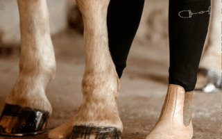 HarryHorse-Glitter jodhpurs