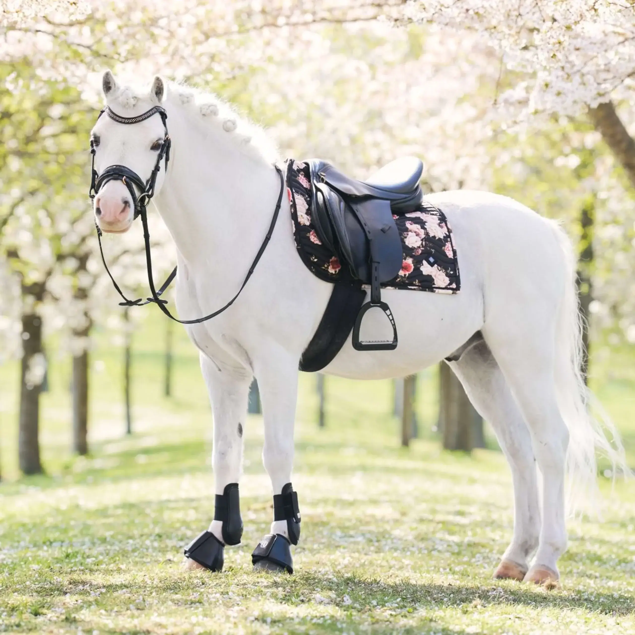Paradepaard-Imperial Riding-flower